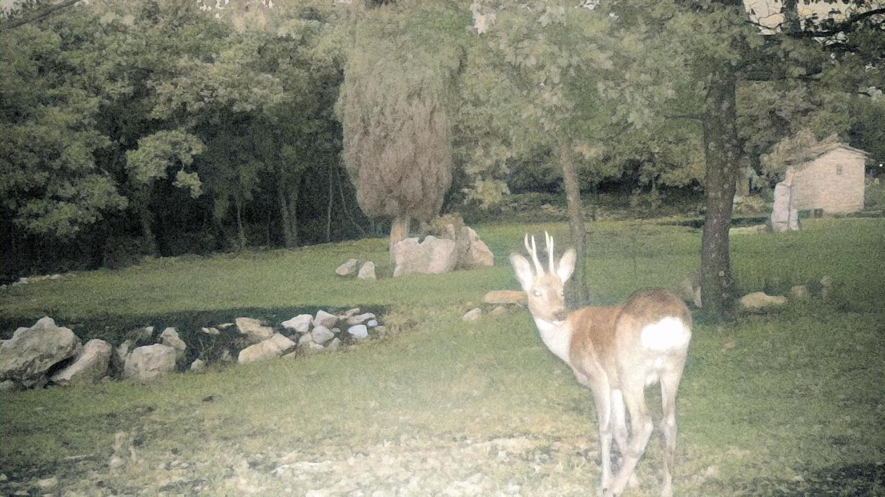 Cottage Al Merlo Olivo ブイェ エクステリア 写真